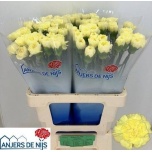 Dianthus Nelk ST Kiro*20