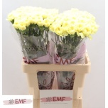 Dianthus Nelk ST Kiro*20