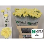 Dianthus Nelk ST Kiro*20