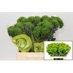Dianthus Nelk BR Kiwi Mellow 40cm*10