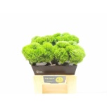 Dianthus Nelk BR Kiwi Mellow 40cm*10