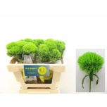 Dianthus Nelk BR Kiwi Mellow 50-55cm*10
