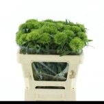 Dianthus Nelk BR Kiwi Mellow 50-55cm*10
