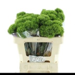 Dianthus Nelk BR Kiwi Mellow 50-55cm*10