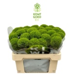 Dianthus Nelk BR Kiwi Mellow 50cm*10