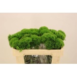 Dianthus Nelk BR Kiwi Mellow 50-55cm*10