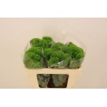 Dianthus Nelk BR Kiwi Mellow 50cm*10