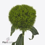 Dianthus Nelk BR Kiwi Mellow 60-65cm*10