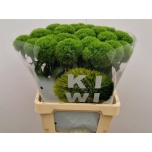 Dianthus Nelk BR Kiwi Mellow 60cm*10