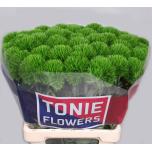 Dianthus Nelk BR Kiwi Mellow 60cm*10