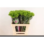 Dianthus Nelk BR Kiwi Mellow 60cm*10