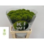 Dianthus barbatus Nelk Kiwi Mellow 60cm