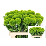 Dianthus Nelk BR Kiwi Mellow 60-65cm*10