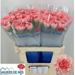 Dianthus Nelk ST Kleos*20