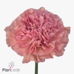 Dianthus Nelk ST LEGE*20