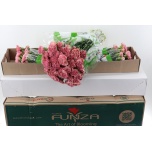 Dianthus Nelk ST LEGE PINK (Funza CO)*20