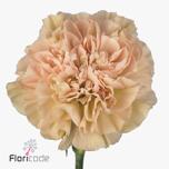 Dianthus Nelk ST LEGE MARRONE (CO)*20