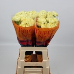 Dianthus Nelk ST Luiza*20