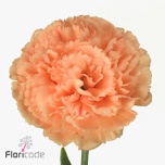 Dianthus Nelk ST Megan*20