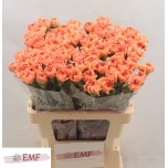 Dianthus Nelk ST Megan*20