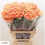 Dianthus Nelk ST Megan*20