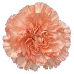Dianthus Nelk ST Megan*20