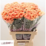 Dianthus Nelk ST Megan*20