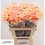 Dianthus Nelk ST Megan*20