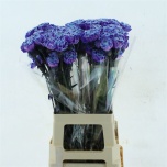 Dianthus Nelk ST paint Molly Blue*20