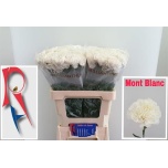 Dianthus Nelk ST Mont Blanc*20