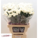 Dianthus Nelk ST Mont Blanc*20