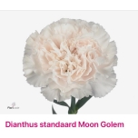 Dianthus Nelk MOON GOLEM (CO)*20
