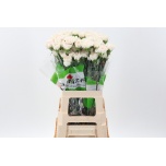 Dianthus Nelk ST MOON GOLEM (Funza CO)*20