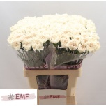 Dianthus Nelk ST MOON GOLEM*20