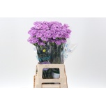 Dianthus Nelk ST Moonaqua*20