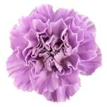 Dianthus Nelk ST Moonaqua*20
