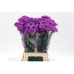 Dianthus Nelk ST Moonlite*20