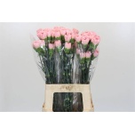 Dianthus Nelk ST Nahema*20