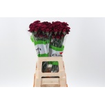 Dianthus Nelk ST NOBBIO BLACK HEART (Funza CO)*20