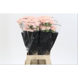 Dianthus Nelk ST Noviado*20