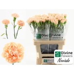 Dianthus Nelk ST Noviado*20