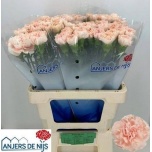 Dianthus Nelk ST Noviado*20