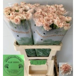 Dianthus Nelk ST Noviado*20