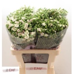 Dianthus Nelk SP Raffine Elea*20