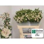 Dianthus Nelk SP Raffine Elea*20