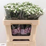 Dianthus Nelk SP Raffine Lois*10