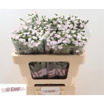 Dianthus Nelk SP Raffine Odile