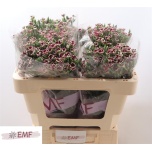 Dianthus Kobarnelk Raffine Petit Fay*10