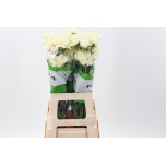 Dianthus Nelk ST RODAS CREME (Funza CO)*20