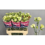 Dianthus Nelk SP Solomio Bern*10